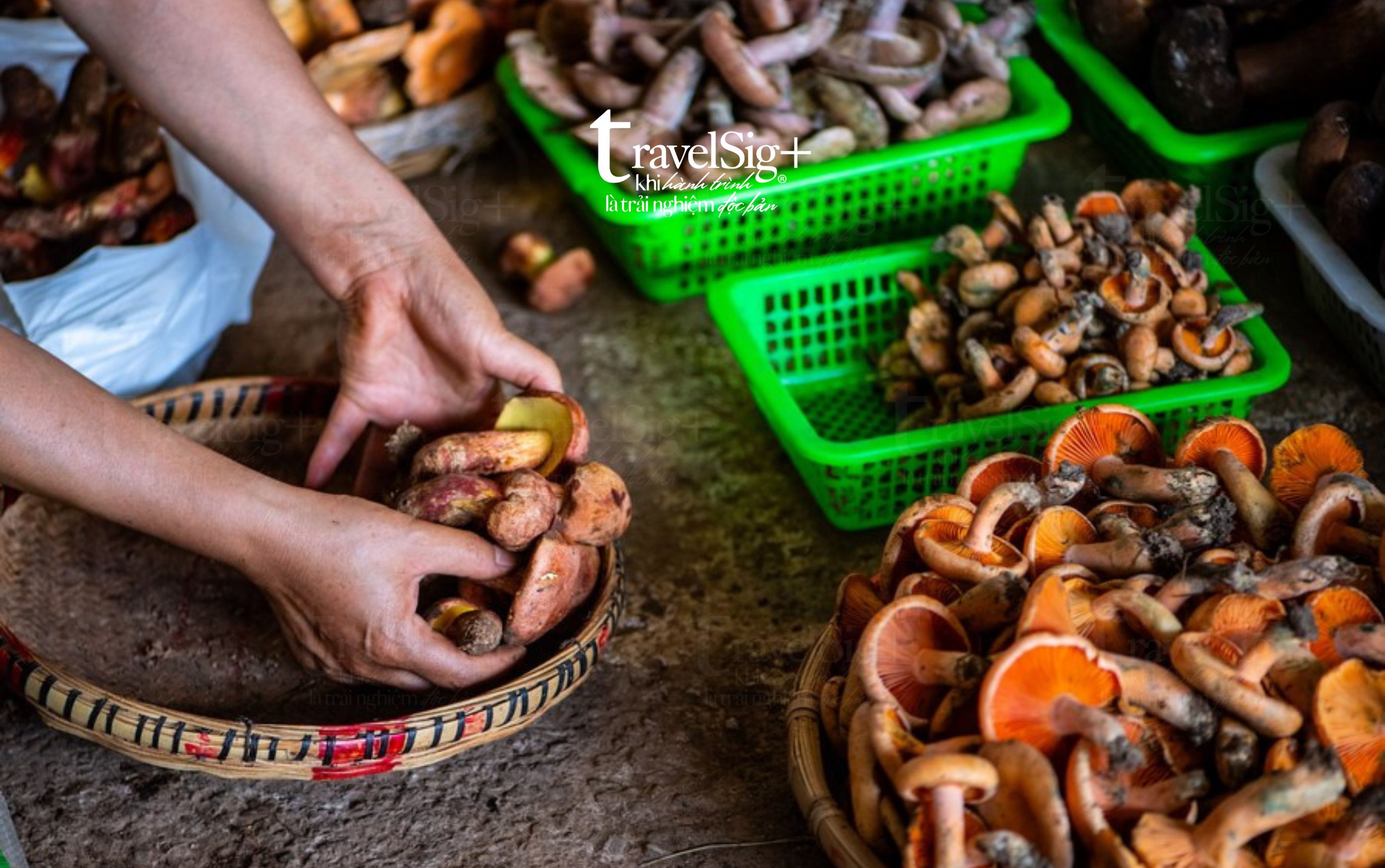Săn nấm hoang dã - Trào lưu du lịch trải nghiệm mới tại Trung Quốc