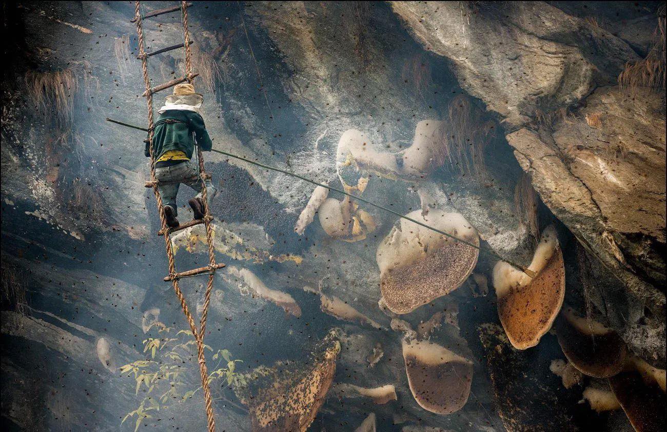 Săn ong đá ở Nepal: Nghề lấy mật trên vách núi Himalaya