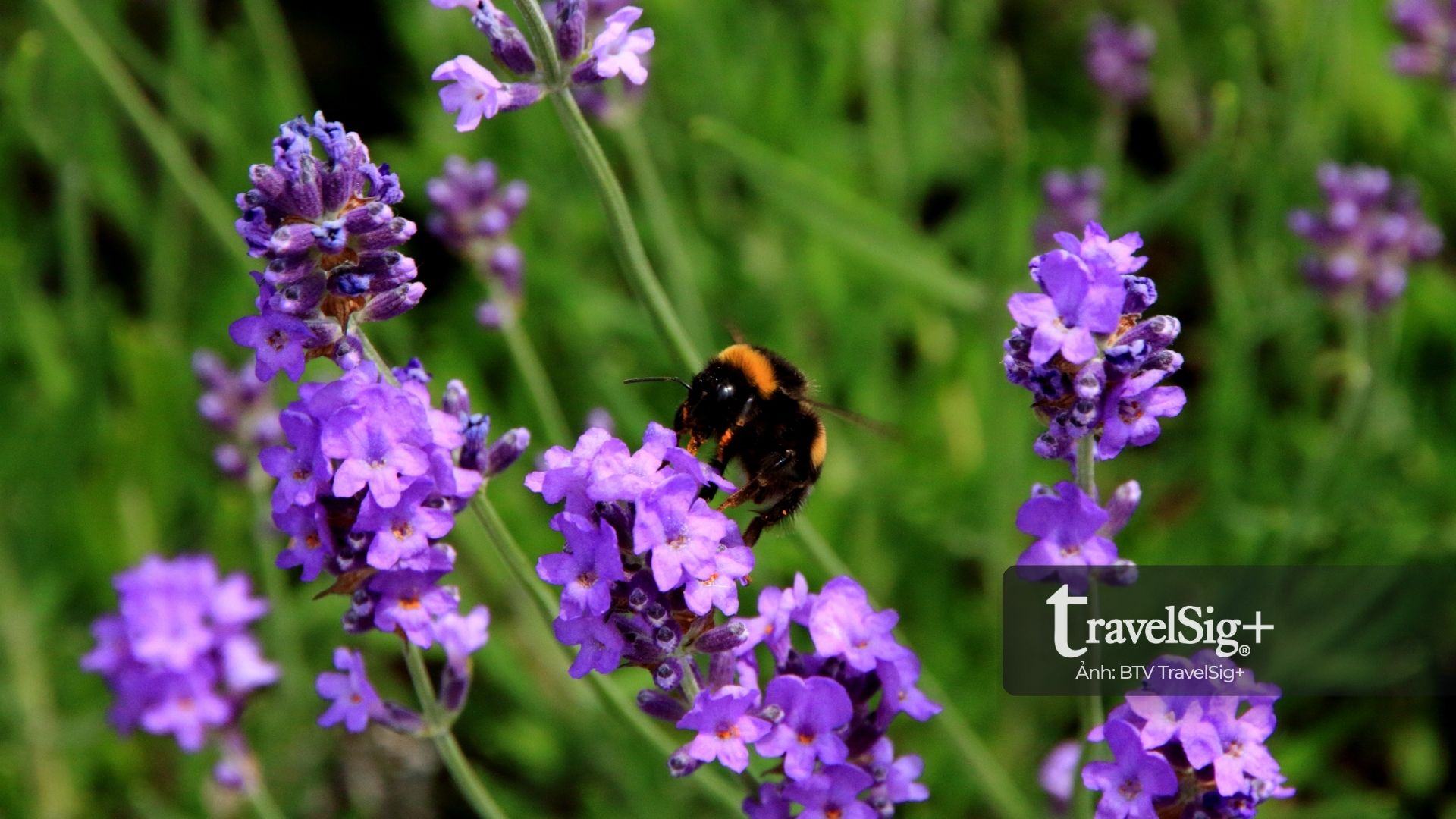 Sapporo - Vẻ đẹp tĩnh lặng mùa hoa Lavender