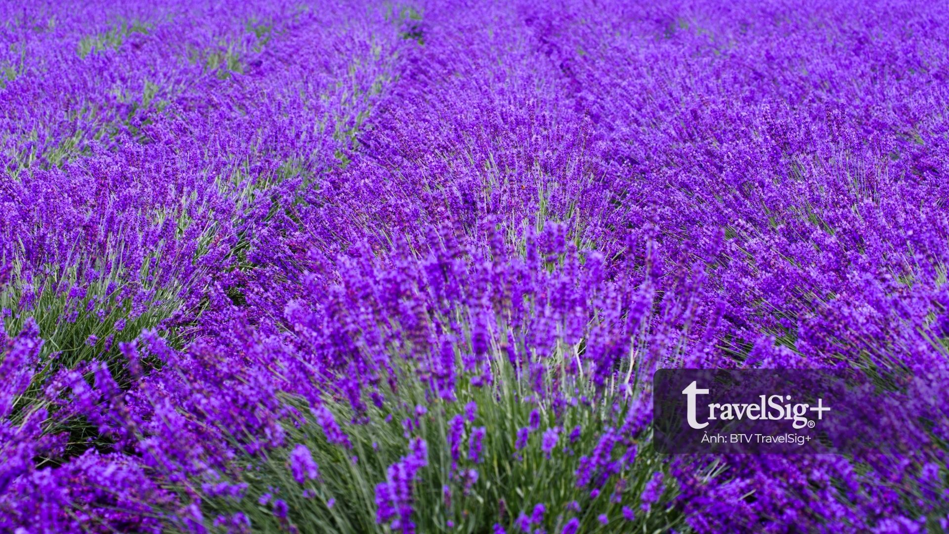 Sapporo - Vẻ đẹp tĩnh lặng mùa hoa Lavender