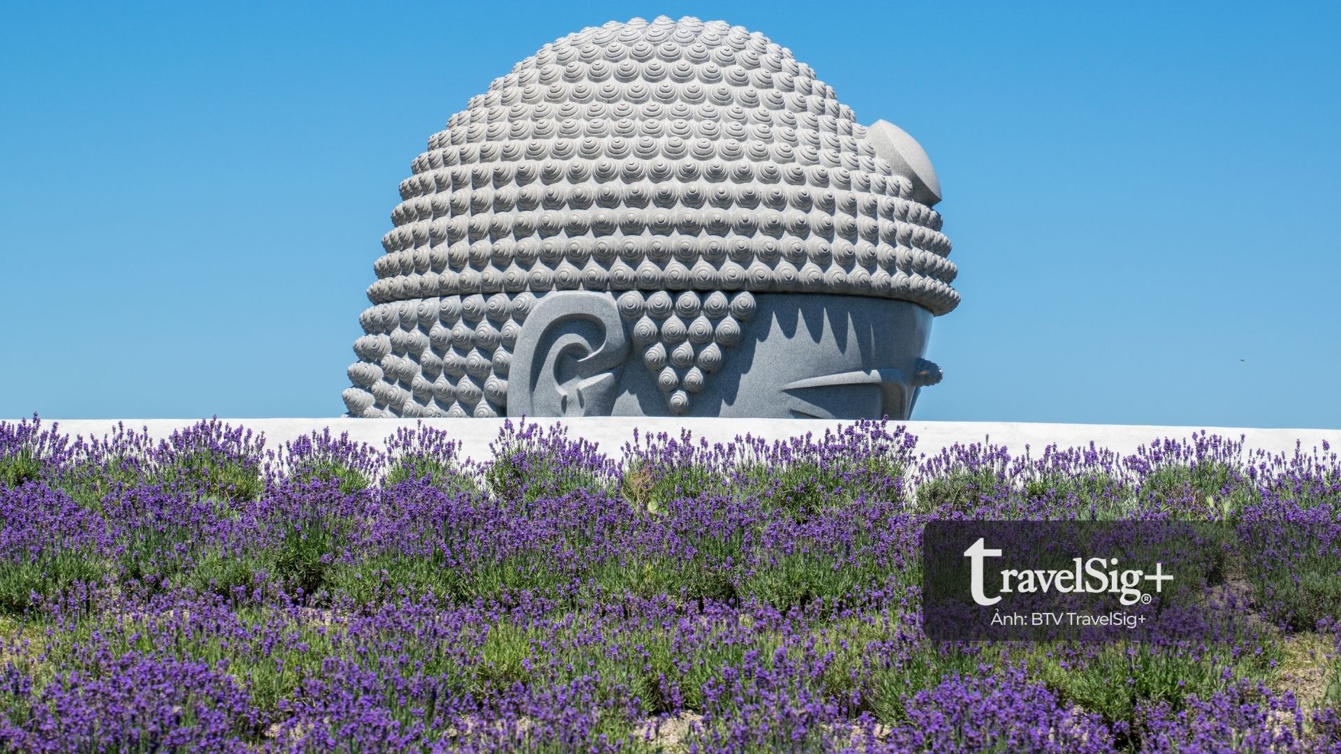 Sapporo - Vẻ đẹp tĩnh lặng mùa hoa Lavender