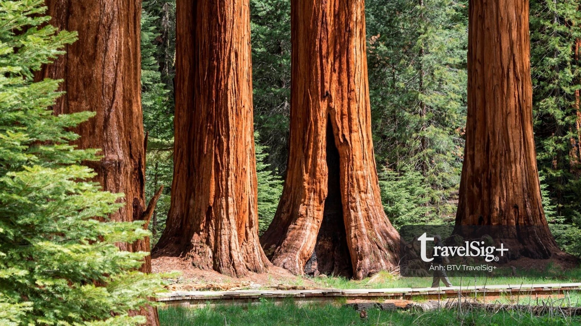 Sequoia National Park - Vương quốc của những thân cây khổng lồ