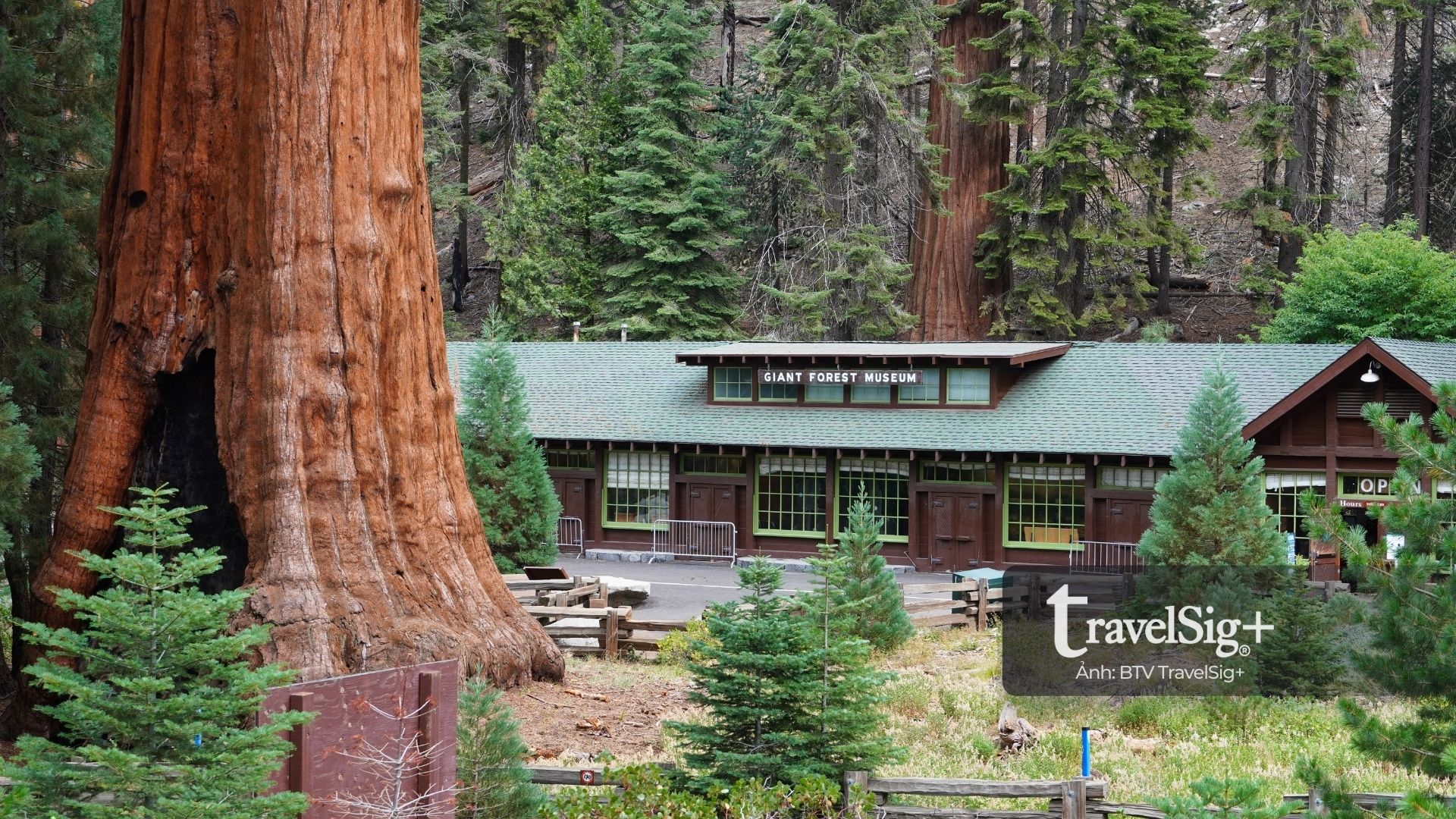 Sequoia National Park - Vương quốc của những thân cây khổng lồ