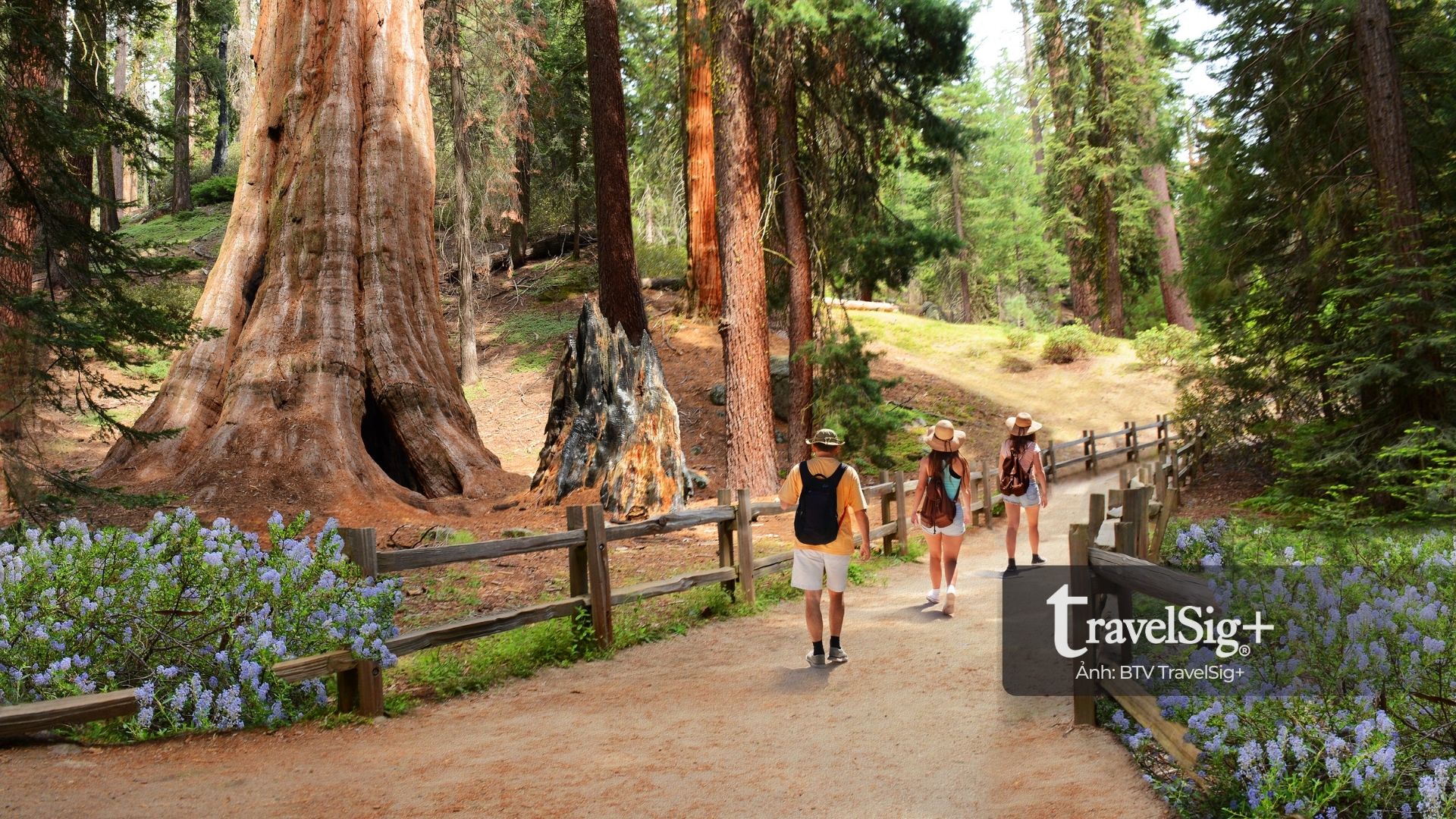 Sequoia National Park - Vương quốc của những thân cây khổng lồ