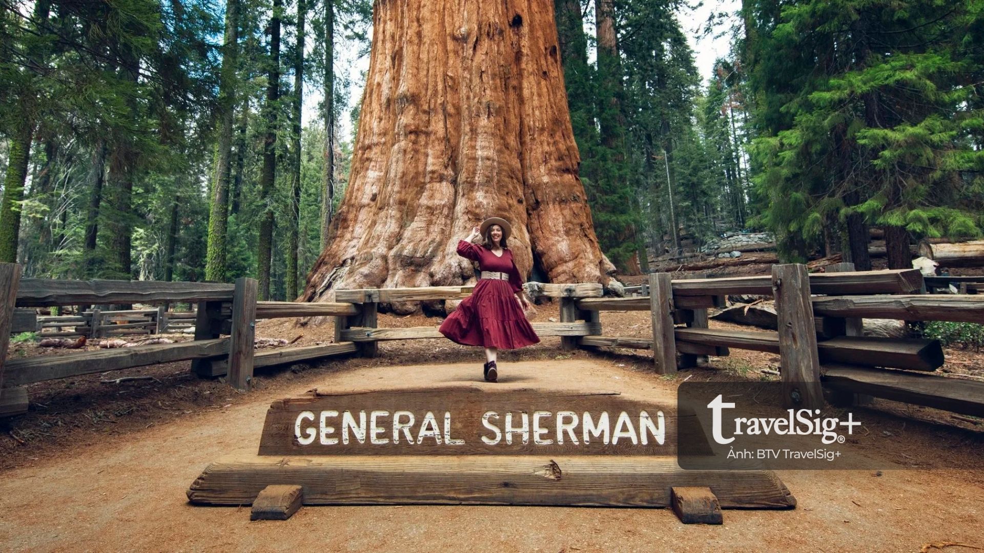 Sequoia National Park - Vương quốc của những thân cây khổng lồ