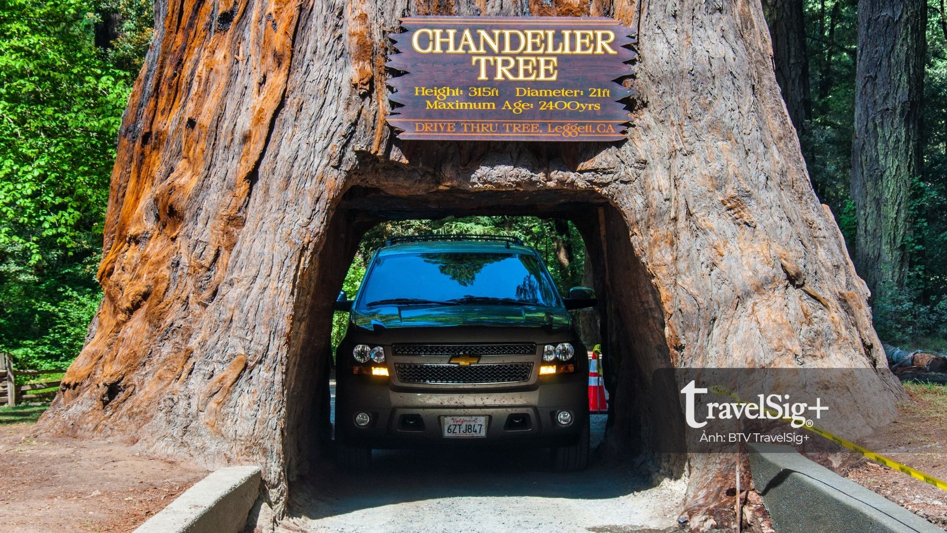 Sequoia National Park - Vương quốc của những thân cây khổng lồ