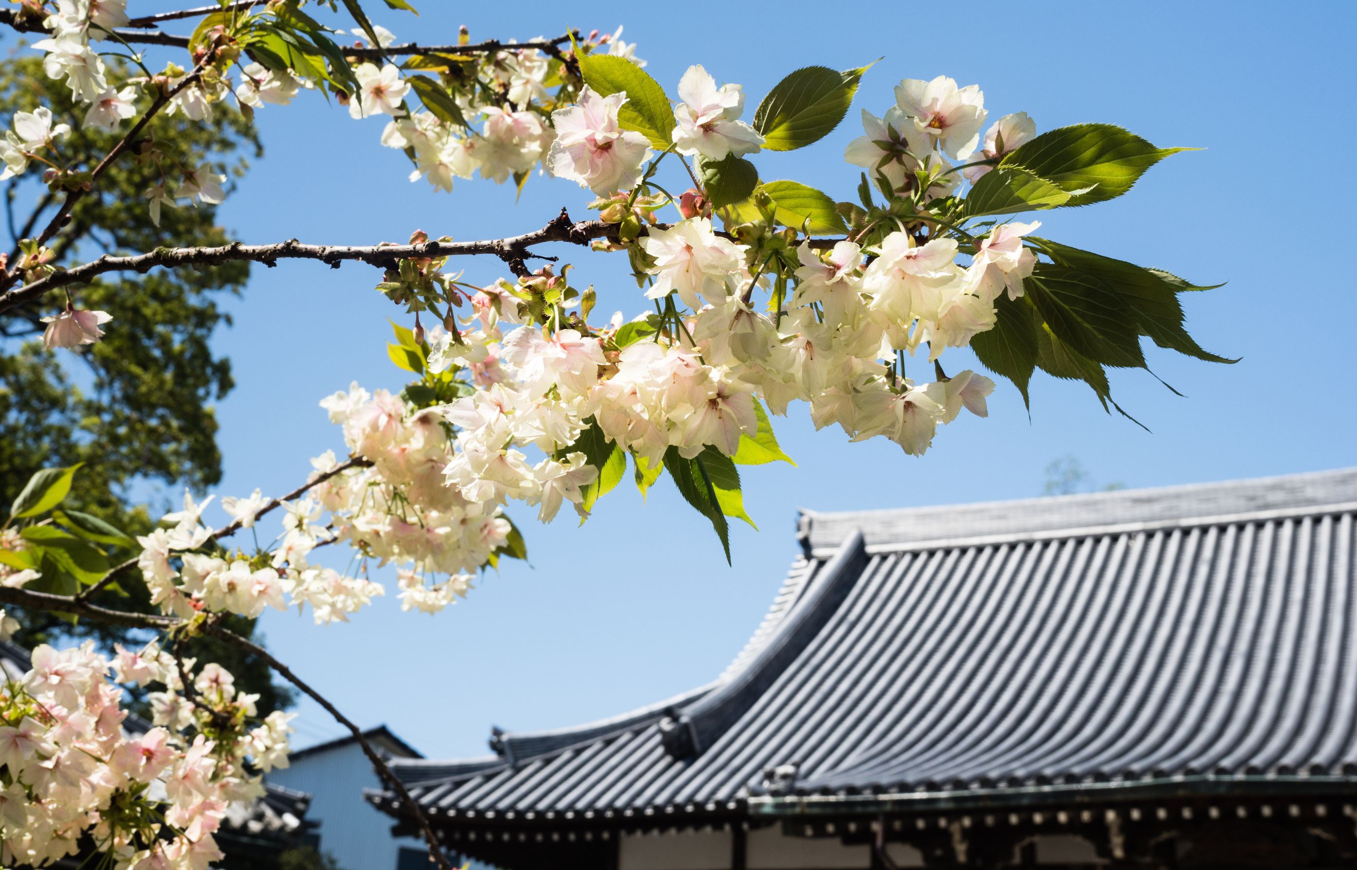Shikoku Henro, hành trình tâm linh cổ xưa ở xứ Phù Tang