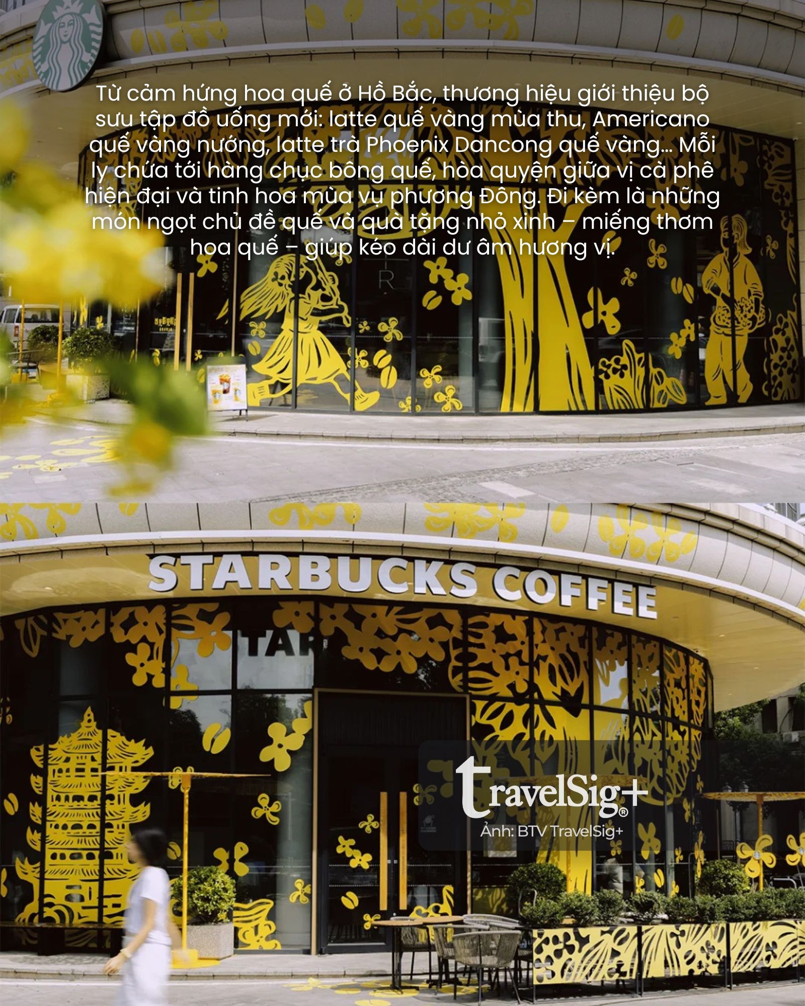 Starbucks & mùa quế vàng: Khi cà phê gặp gỡ di sản Trung Hoa