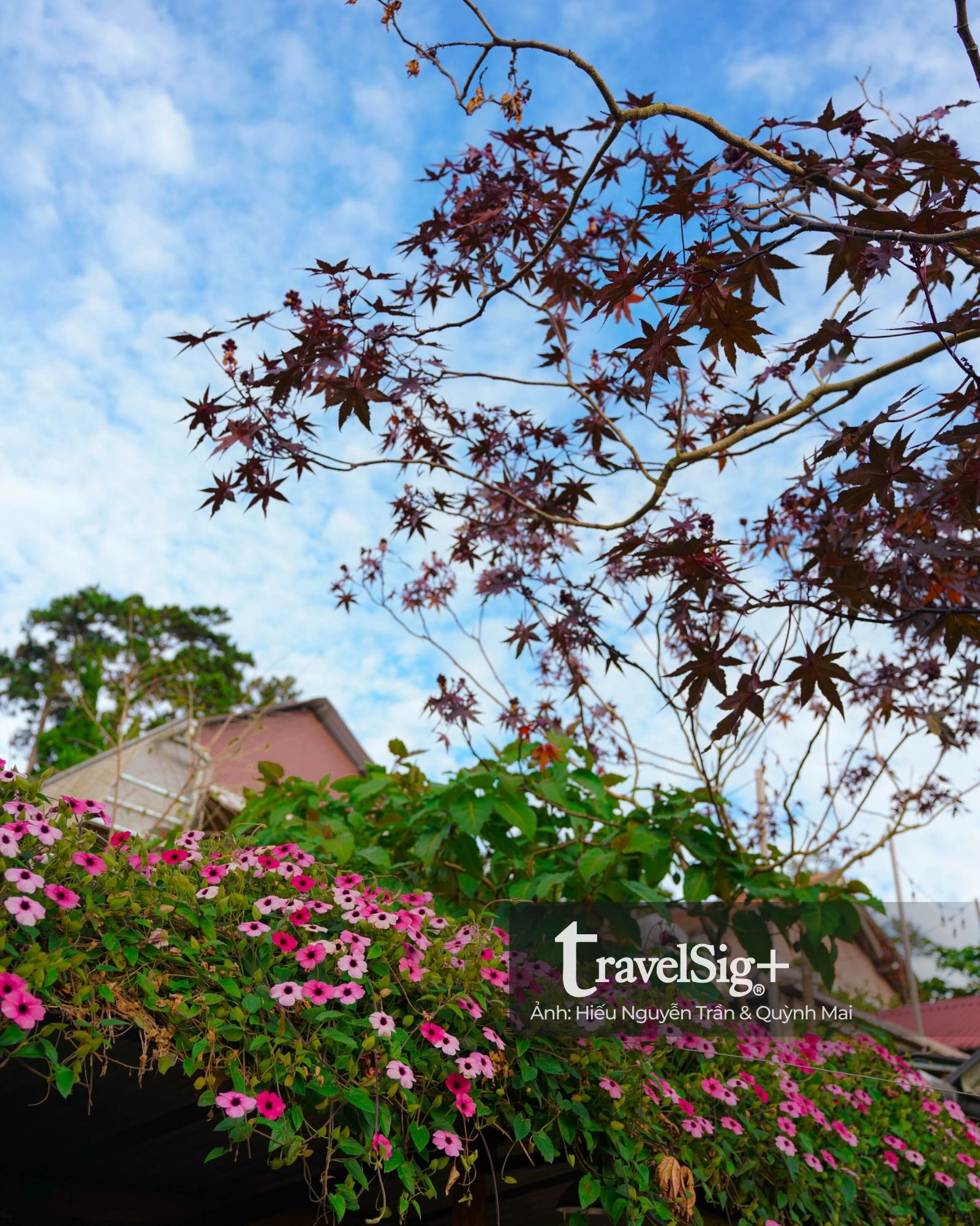 The Burrow - Hang sóc nhỏ cất giữ những giấc mơ ở ở Đà Lạt