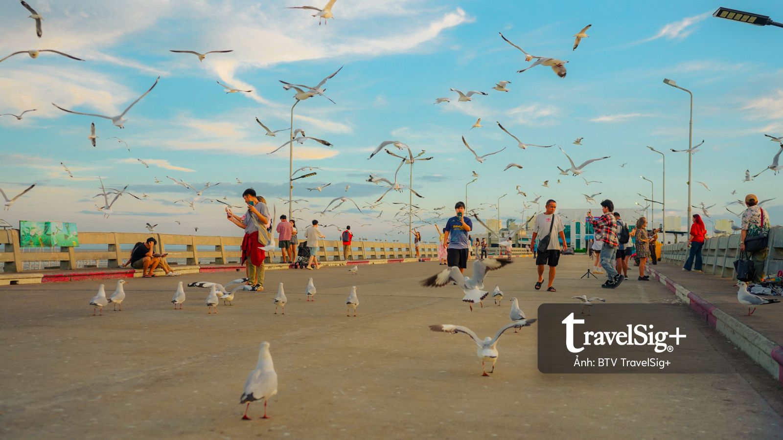 Theo cánh chim phương Bắc di cư đến Vịnh Thái Lan