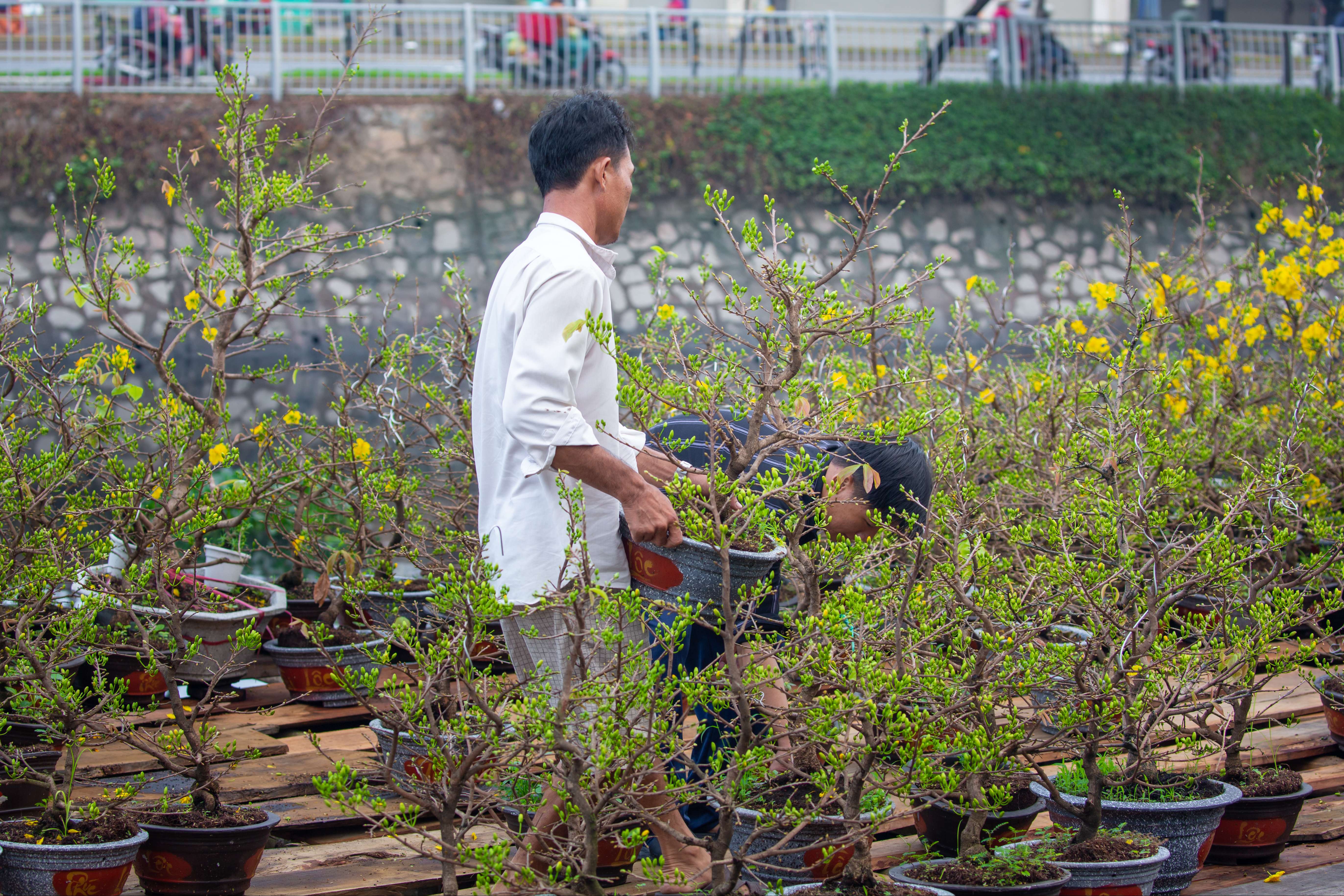 Thú chơi mai vàng ở Nam Bộ