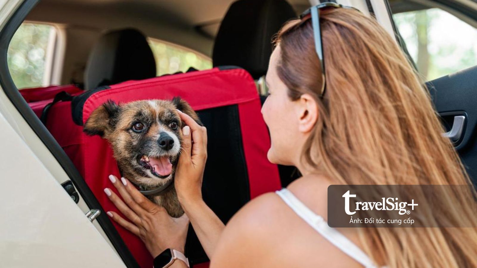 Thú cưng định hình hành vi du lịch 2026: Khi hành trình xoay quanh "người bạn bốn chân"