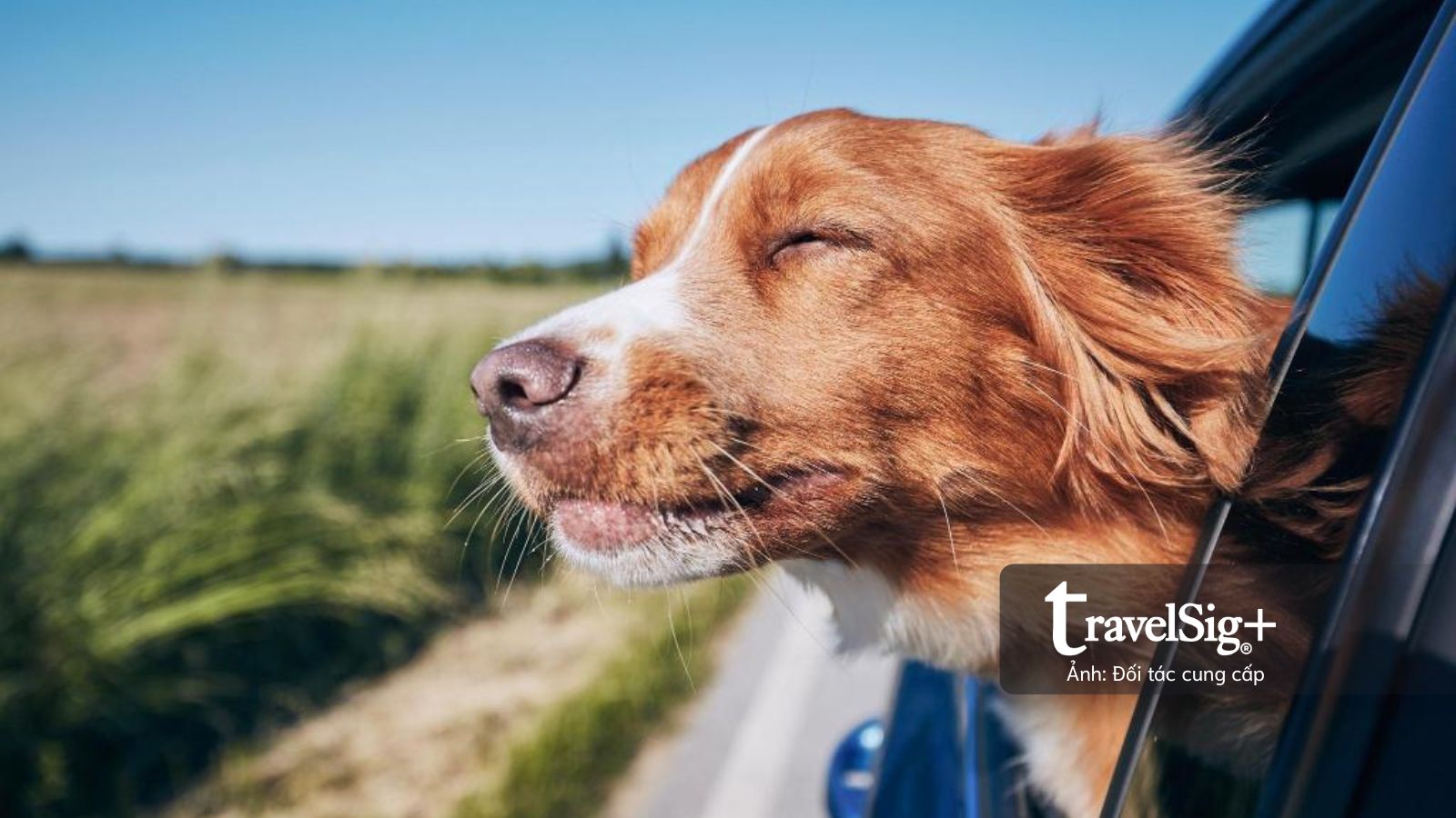 Thú cưng tái định nghĩa du lịch 2026: Khi hành trình xoay quanh "người bạn bốn chân"