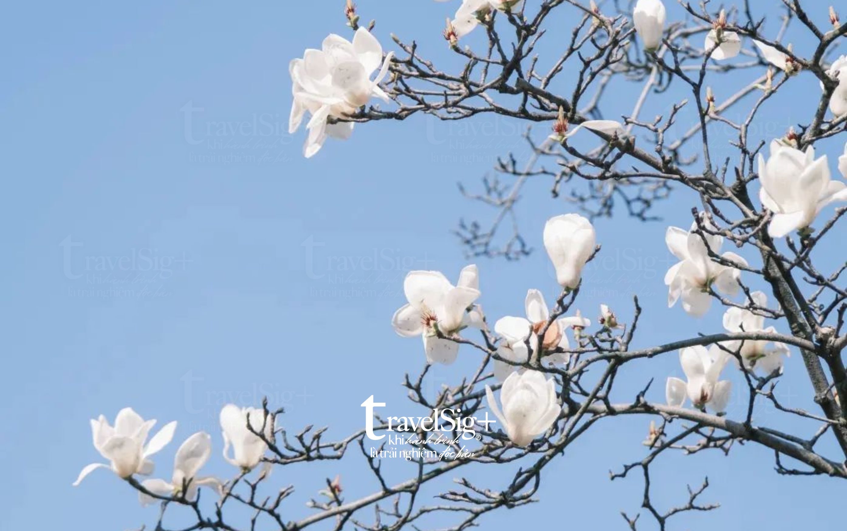 Thượng Hải mùa hoa - Khi thành phố hóa cổ tích