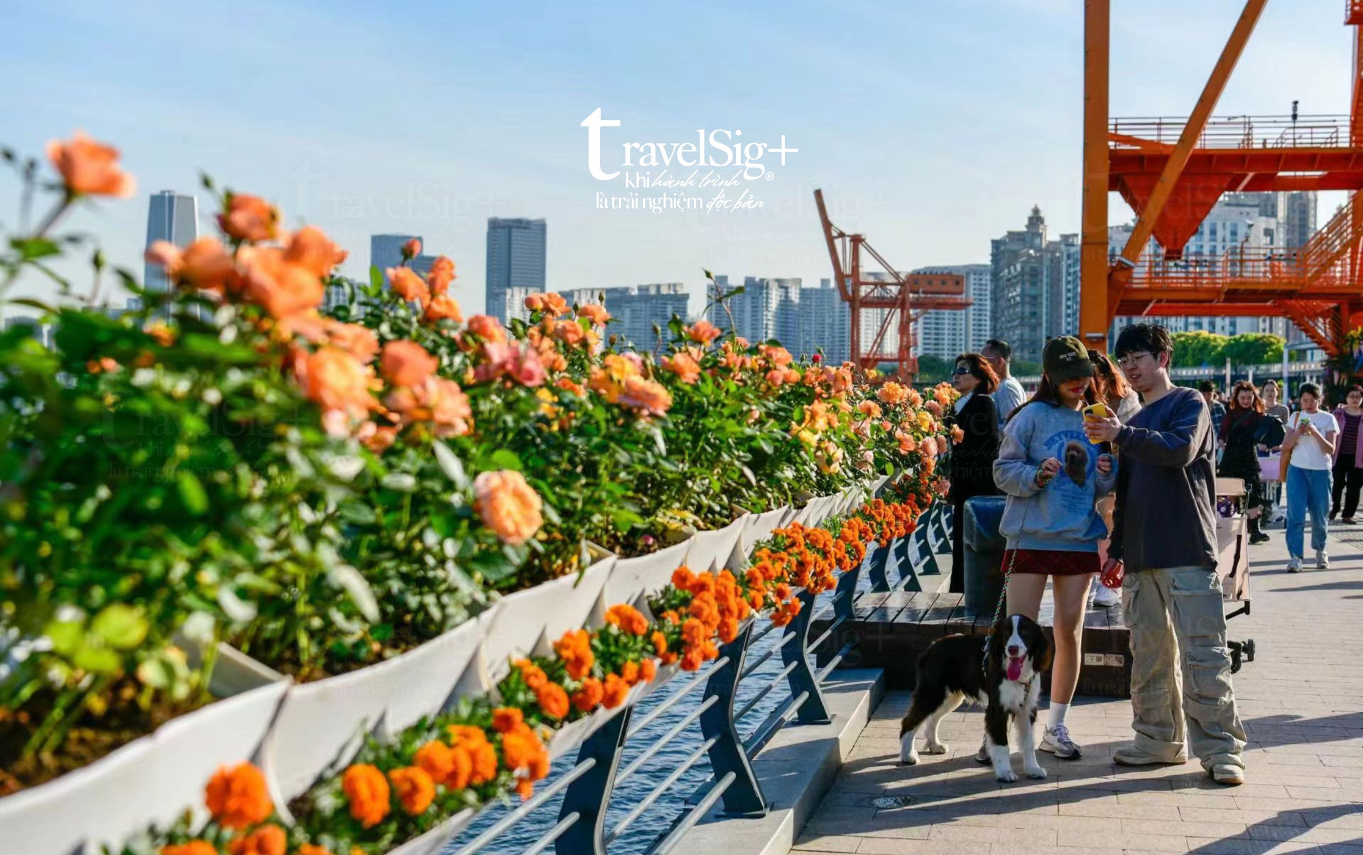 Thượng Hải mùa hoa - Khi thành phố hóa cổ tích