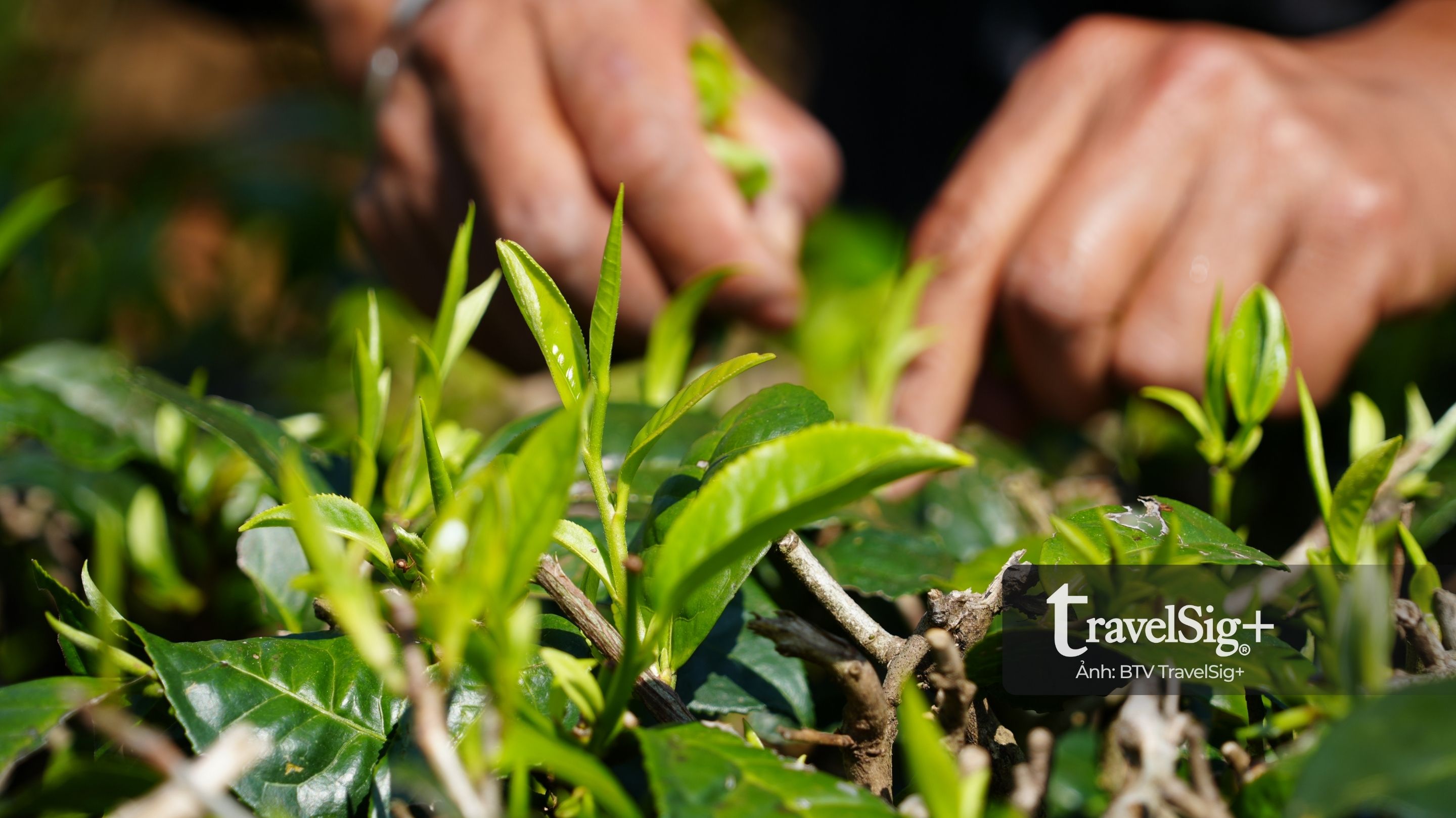 Trà Phổ Nhĩ – linh hồn của văn hóa trà Trung Hoa