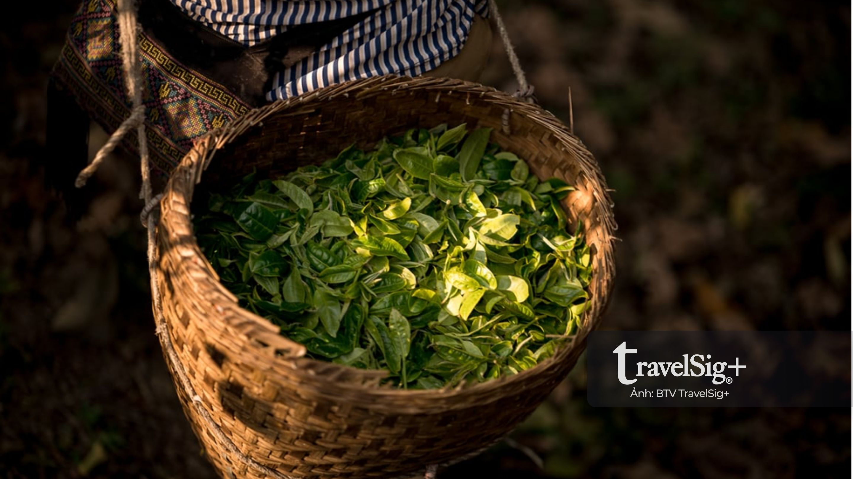 Trà Phổ Nhĩ – linh hồn của văn hóa trà Trung Hoa
