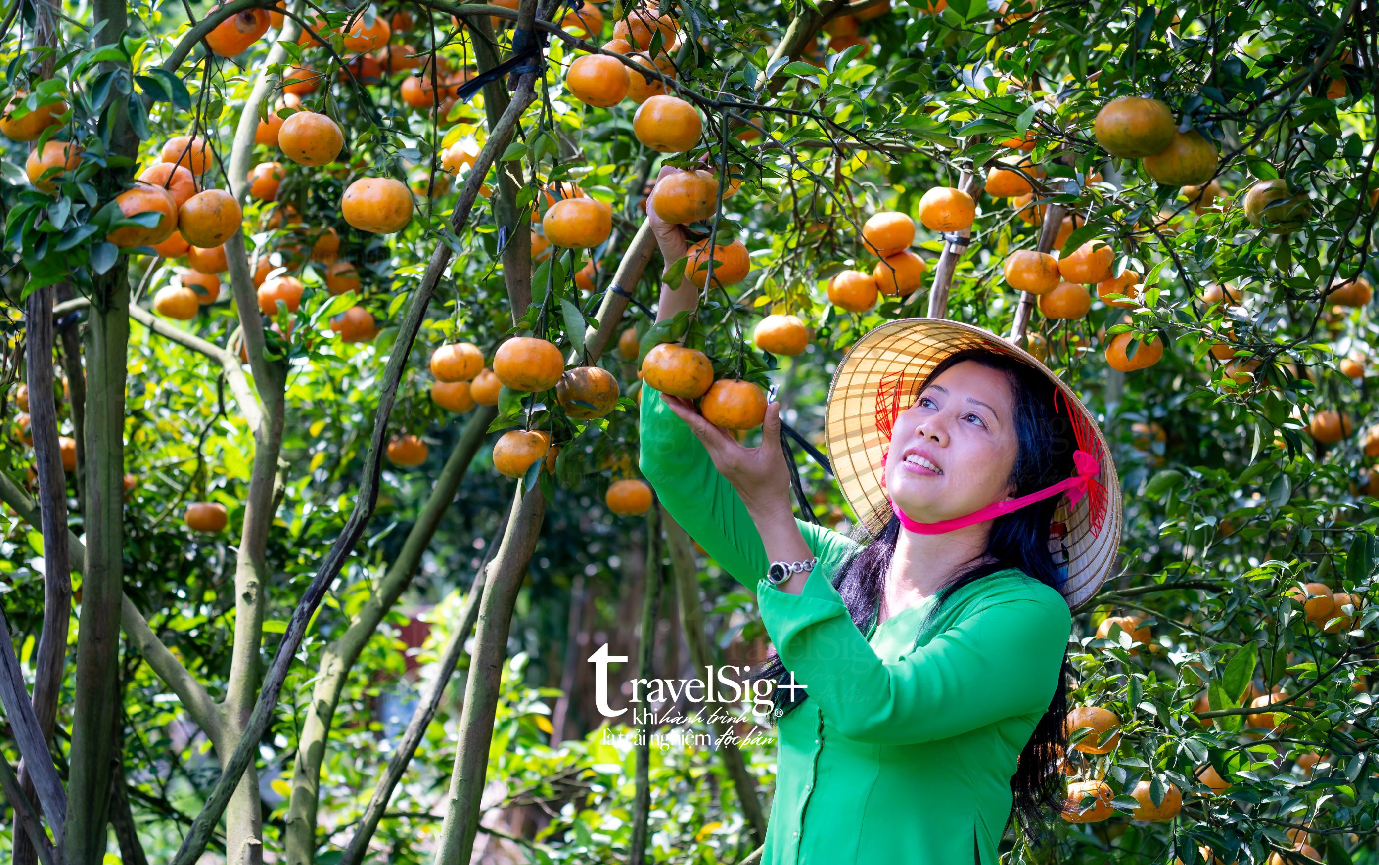 Trái cây mùa hè - Bản giao hưởng ngọt ngào giữa nắng vàng rực rỡ
