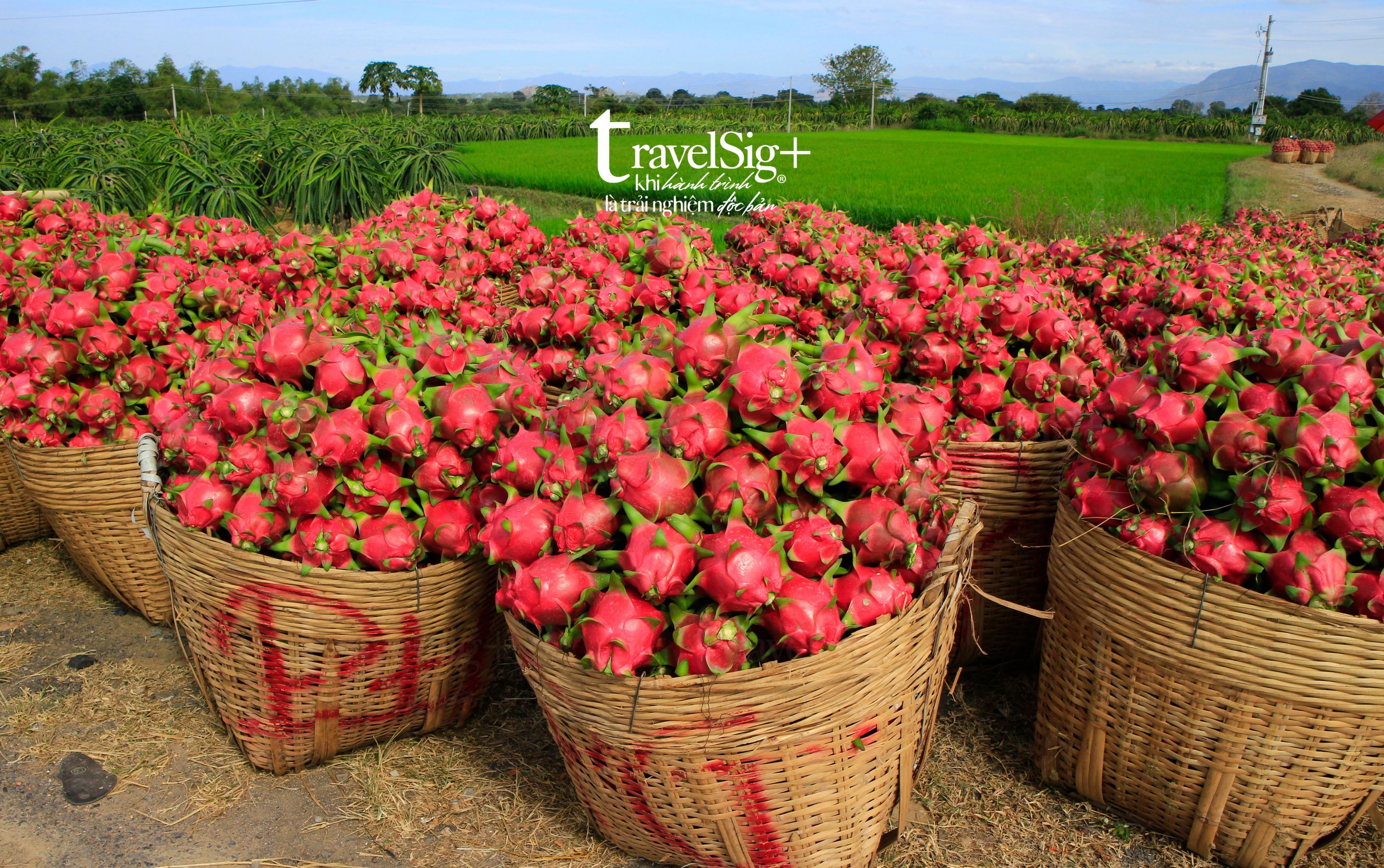 Trái cây mùa hè - Bản giao hưởng ngọt ngào giữa nắng vàng rực rỡ