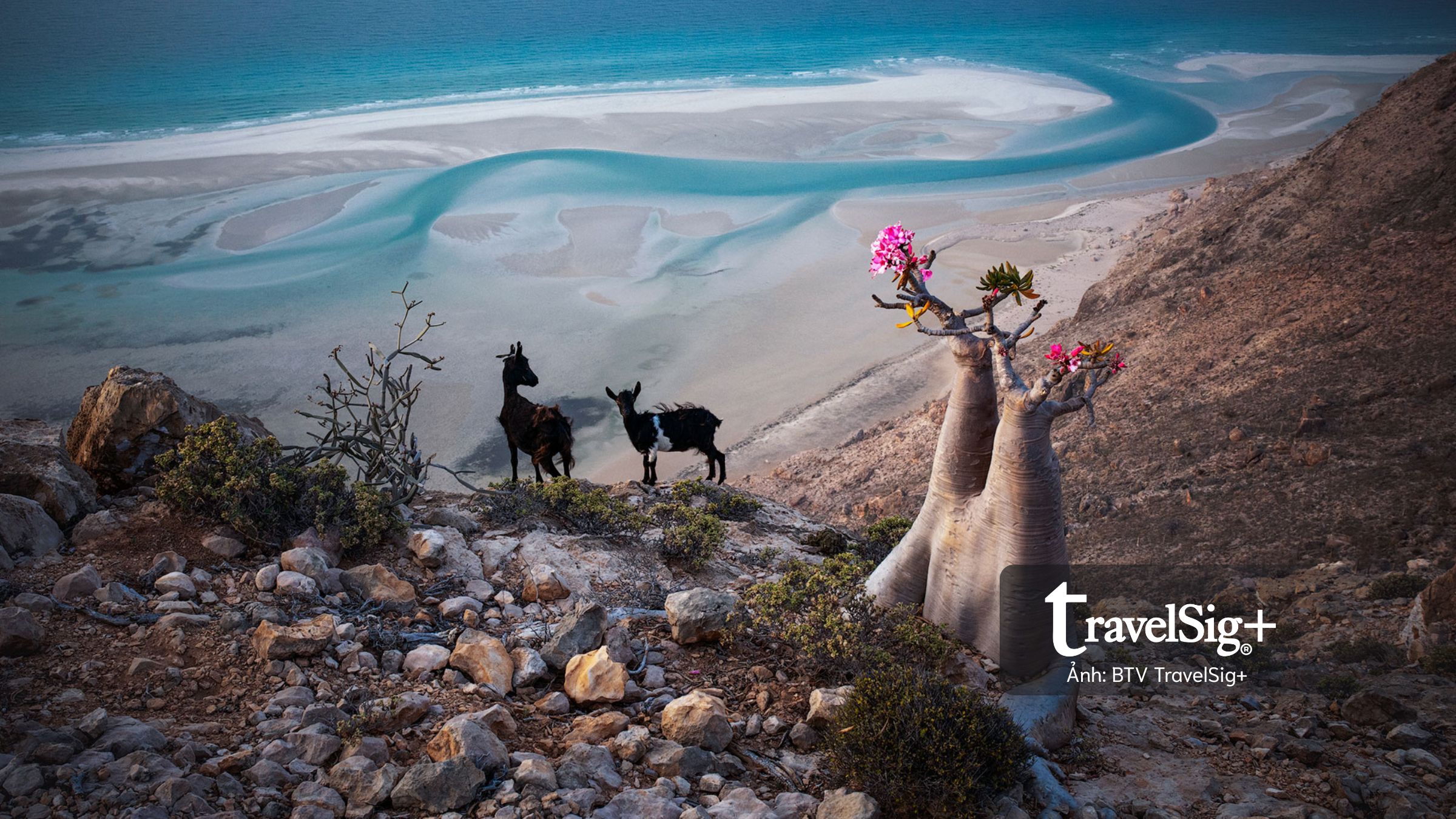 Vẻ đẹp của SOCOTRA: “Galápagos của Ấn Độ Dương” giữa biển khơi