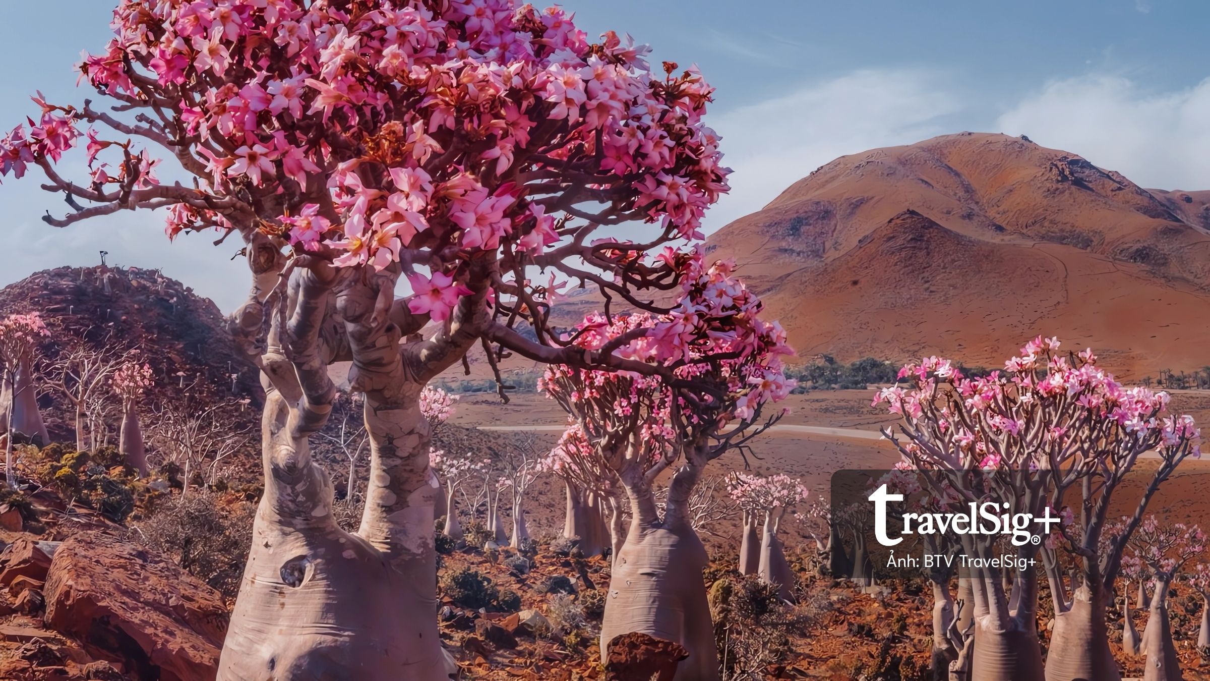 Vẻ đẹp của SOCOTRA: “Galápagos của Ấn Độ Dương” giữa biển khơi