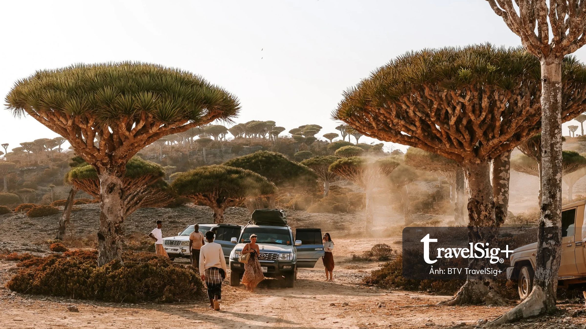 Vẻ đẹp của SOCOTRA: “Galápagos của Ấn Độ Dương” giữa biển khơi