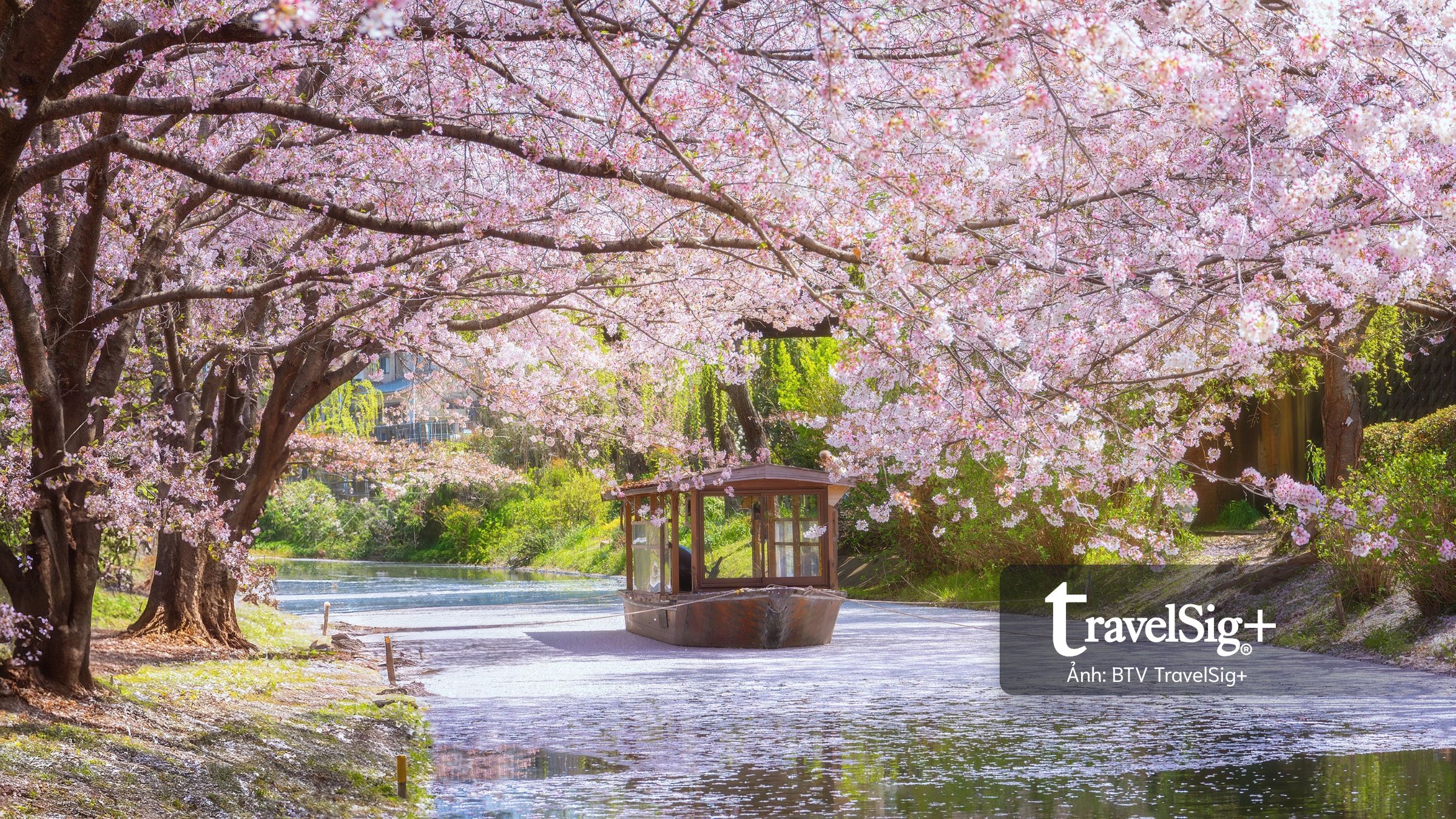 Vì sao mùa hoa anh đào Nhật Bản luôn là “thời khắc tuyệt đỉnh” của dân mê du lịch?