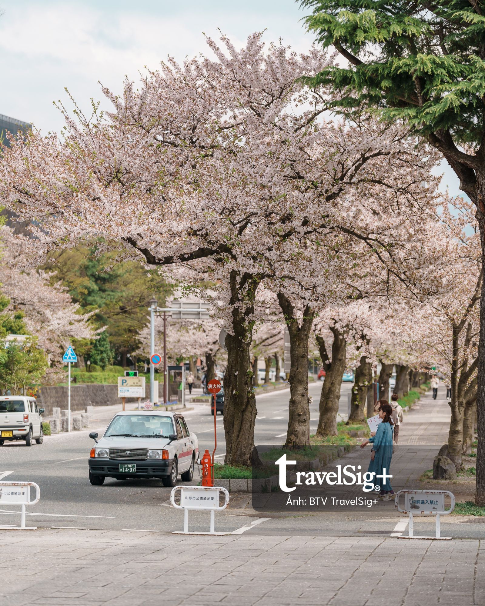 Vì sao mùa hoa anh đào Nhật Bản luôn là “thời khắc tuyệt đỉnh” của dân mê du lịch?