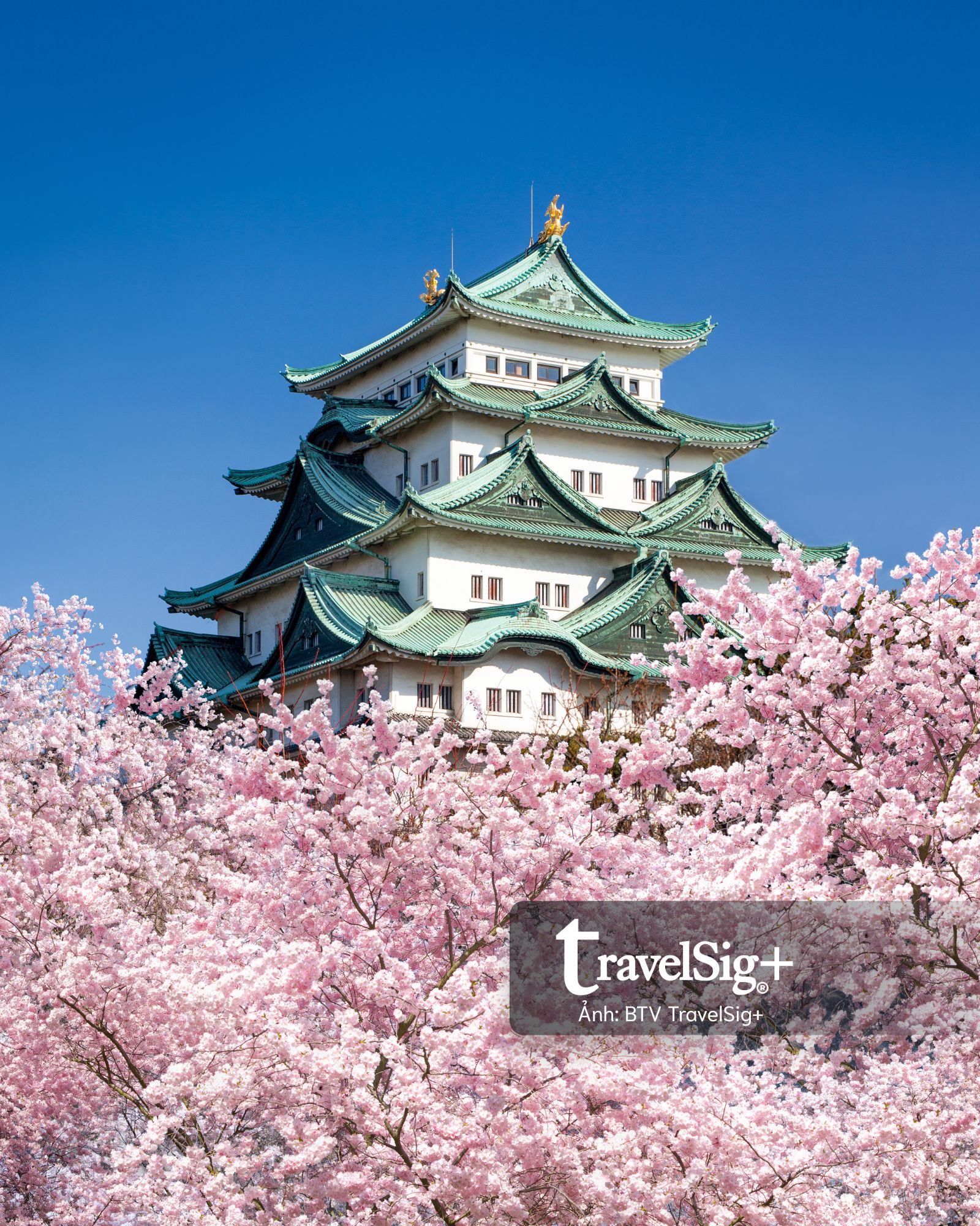 Vì sao mùa hoa anh đào Nhật Bản luôn là “thời khắc tuyệt đỉnh” của dân mê du lịch?