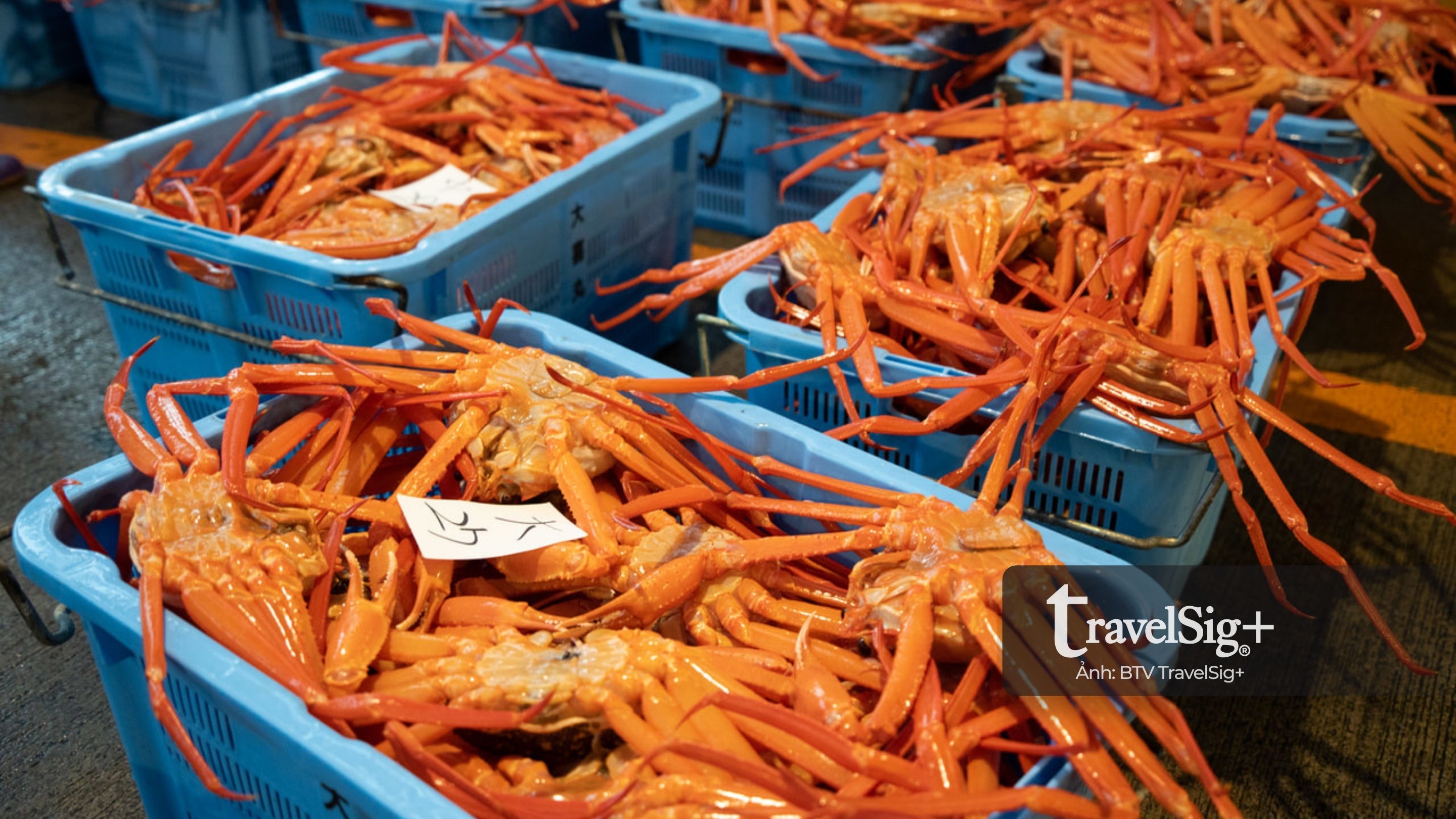 Zuwagani - Hương vị mùa đông tinh khiết từ biển Nhật Bản